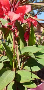 Canna Lily (Heliconia)