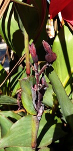 Canna Lily (Heliconia)