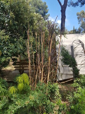Sugar cane at the campsite
