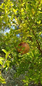 Pomegranate tree
