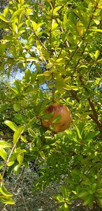 Pomegranate tree