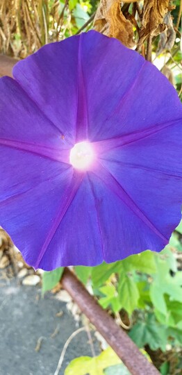 Ipomoea (morning glory)