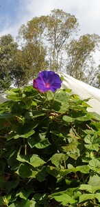 Ipomoea (morning glory)