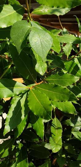 Laurus nobilis (bay tree)