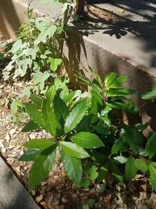 Laurus nobilis (bay tree)