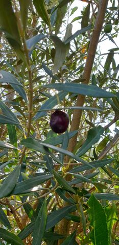 Provence at our campsite: olive trees