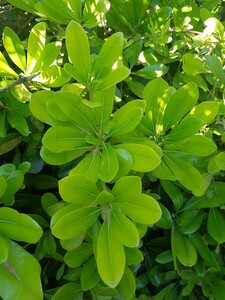 Dwarf Japanese Pittosporum (tobira)