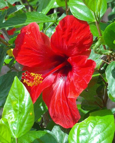 A holiday in Asia with the Chinese hibiscus
