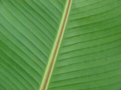 Abyssinian Banana Tree