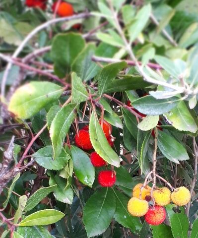 Arbutus at the campsite