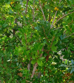 Arbutus