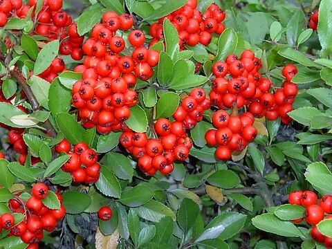 Firethorn (Pyracantha) at the campsite in the Provence