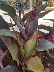 Canna Lily (Heliconia)