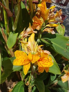 Canna Lily (Heliconia)