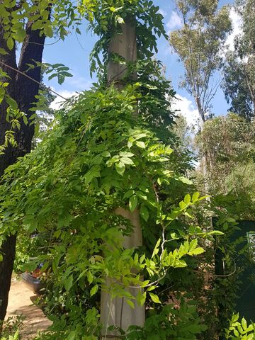 We love wisteria here at the campsite