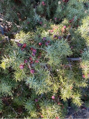 The campsite's Cade juniper