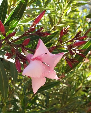 Oleander, oleander everywhere at the campsite!