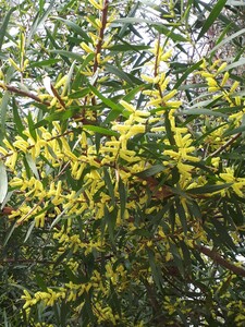 Sydney golden wattle