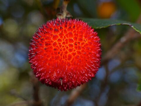 Arbutus at the campsite