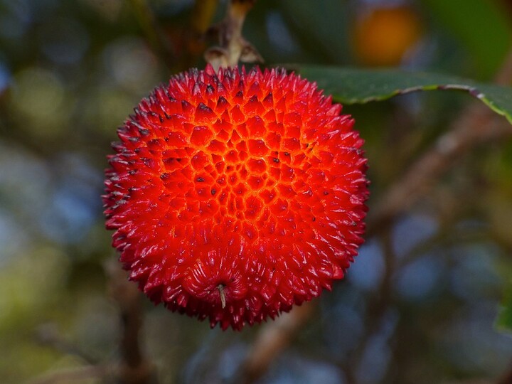 Arbutus