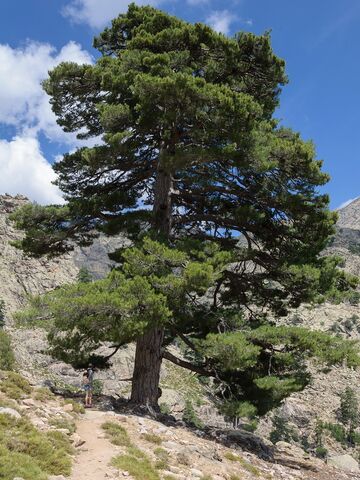 Corsican Pine at our seaside campsite