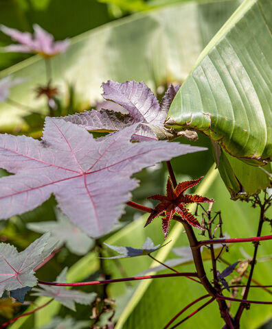Castor oil plant at your favourite campsite