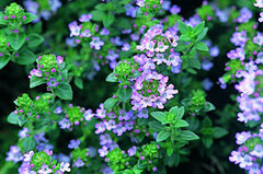 Thyme