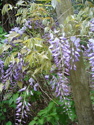We love wisteria here at the campsite