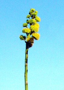 Agave americana