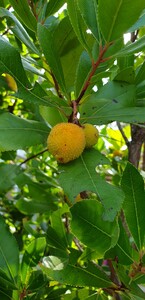 Arbutus