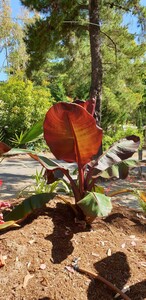 Abyssinian Banana Tree