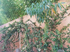 Firethorn