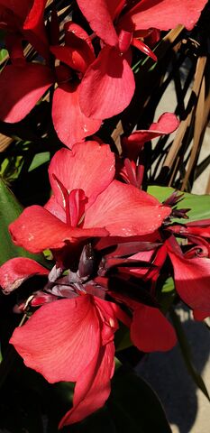 Canna Lily at the campsite