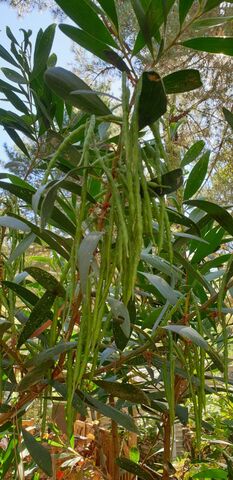 Carob tree of the campsite