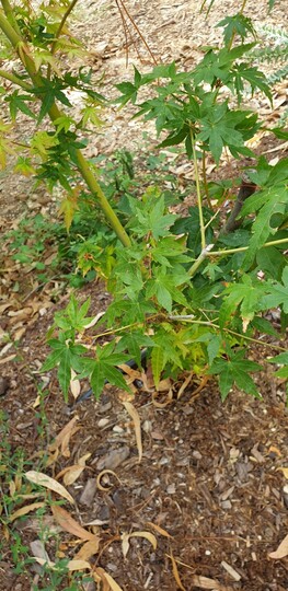 Japanese maple