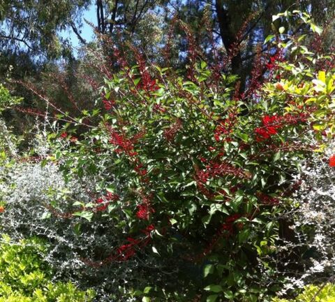 Exotic camping vacation with Erythrina