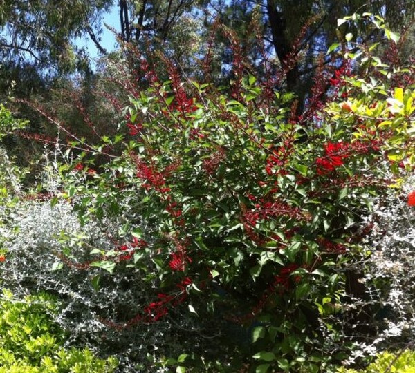 Erythrina