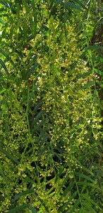 False Pepper Tree