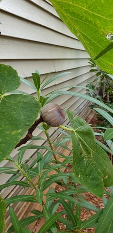 The campsite's fig tree: welcome to the South of France!