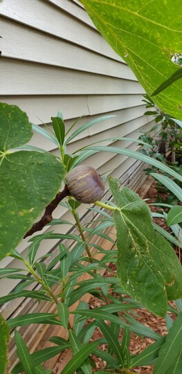 Fig tree