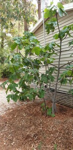 Fig tree