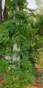 Wisteria