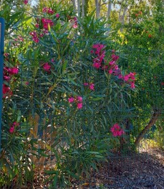 Oleander