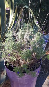 Canary Island lavender