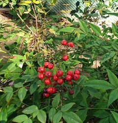 Heavenly bamboo / Sacred bamboo