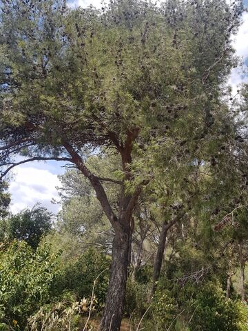 A traditional tree in the Var, French Riviera-Côte d'Azur, you'll of course find the Aleppo pine at our campsite!