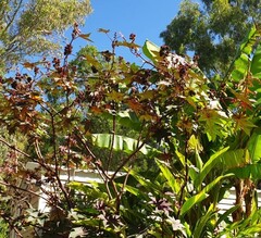 Castor oil plant