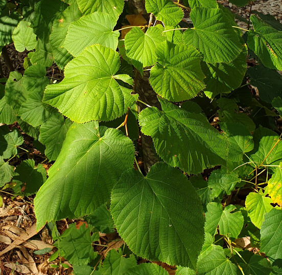 Linden tree