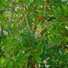 Arbutus