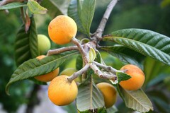 Japanese Medlar